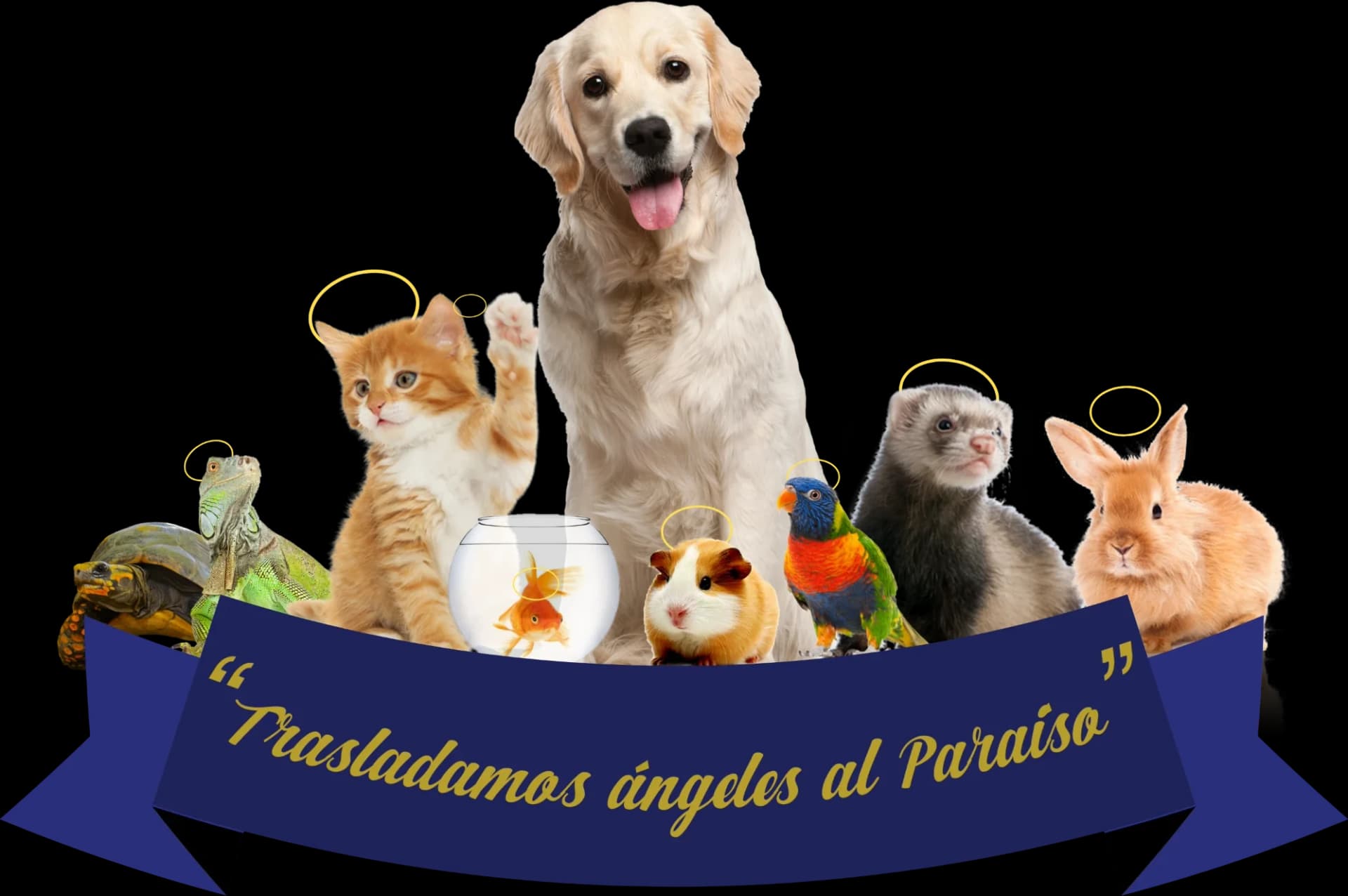 Un perro, un gato, un conejo, un hurón, un cuyo, un perico, un pez, una tortuga y una iguana con aureola, sobre un listón que dice «Trasladamos ángeles al Paraíso»